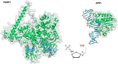 Searching for DNA Damage: Insights From Single Molecule Analysis